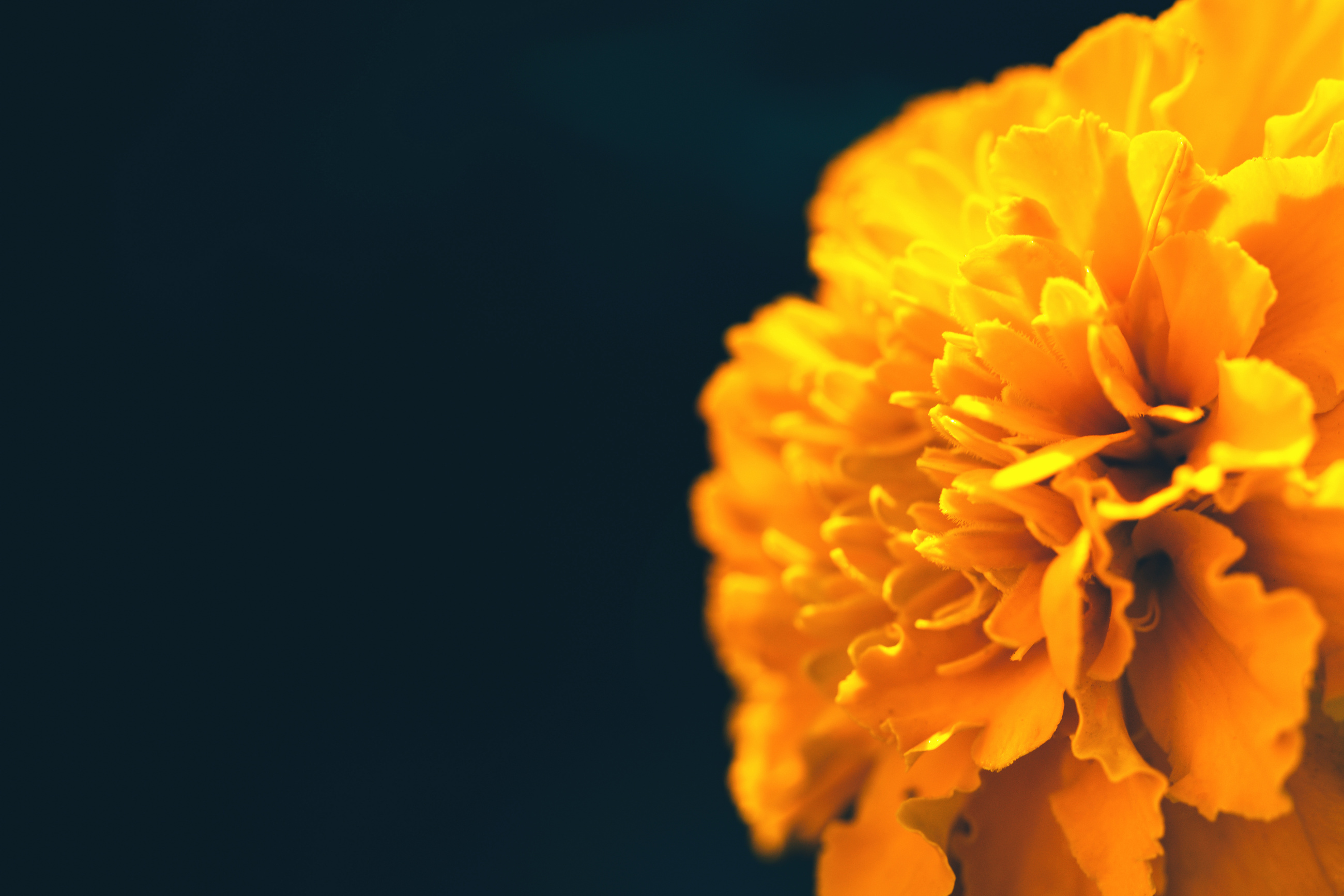 Closeup of Orange Marigold Flower on Dark Background